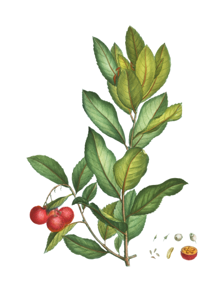 Medronheiro